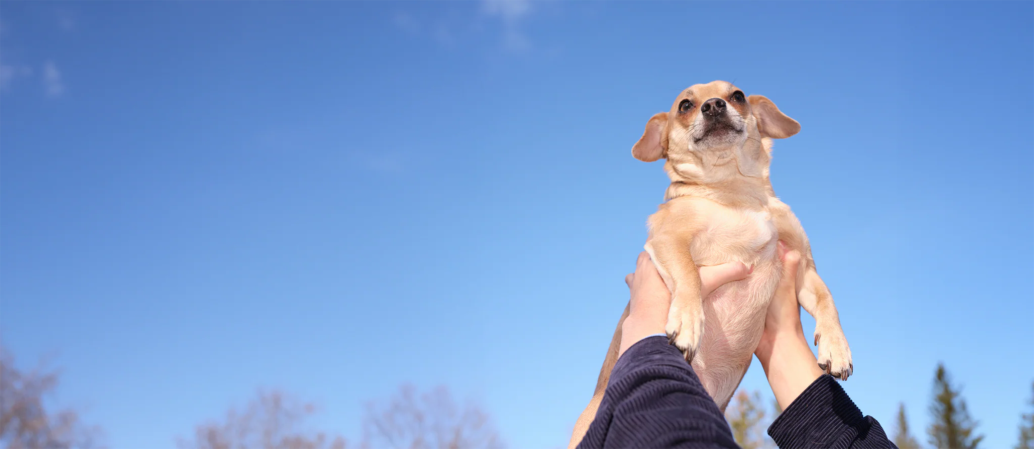 Human-Grade Health For Dogs
